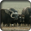 Musk-ox wallpapers