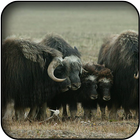 Musk-ox wallpapers-icoon