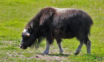 Musk-ox wallpapers 海報