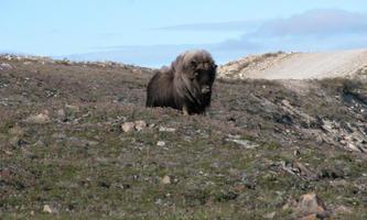 Musk-ox wallpapers capture d'écran 1