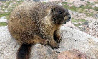 Marmot wallpapers Affiche
