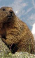 Marmot wallpapers Ekran Görüntüsü 1