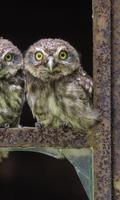 Owl Wallpapers capture d'écran 2