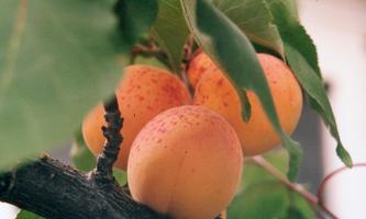 Apricot wallpapers Plakat