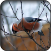 Bullfinch Wallpapers