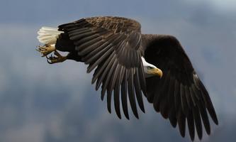 Bald Eagles Wallpapers Affiche