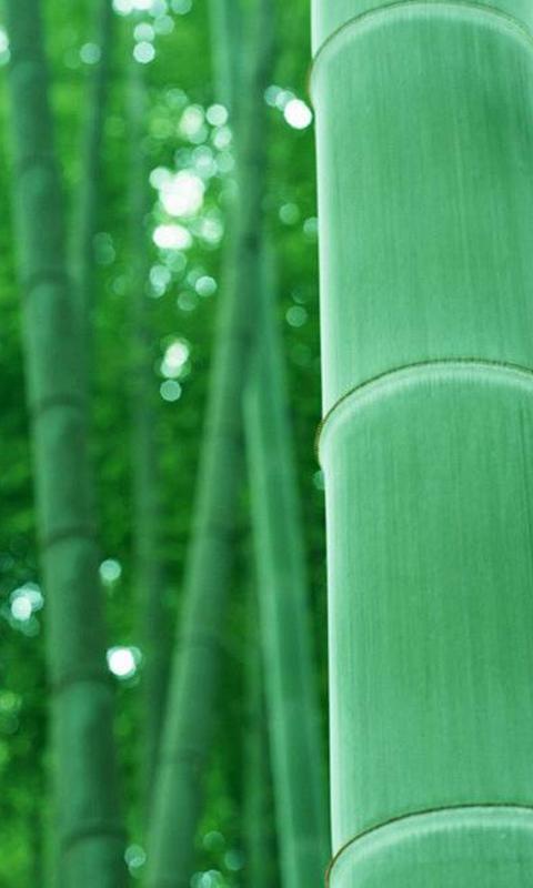 ดาวน์โหลด Bamboo wallpapers APK สำหรับ Android