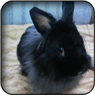 Black rabbits wallpapers-icoon