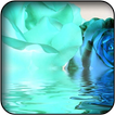 Blue roses wallpapers
