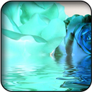 Blue roses wallpapers APK