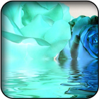 Blue roses wallpapers 圖標