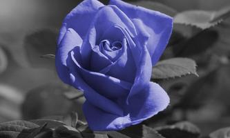 Blue roses wallpapers 截圖 1