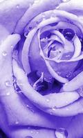 Blue roses wallpapers 截圖 2