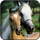 Fonds d'écran cheval mignon APK