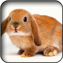 Cute rabbits wallpapers APK