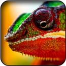 Chameleon wallpapers APK