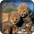 Cheetah Wallpapers-icoon