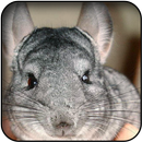 Chinchilla wallpapers APK