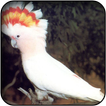 Cockatoo wallpapers