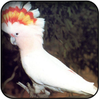 Cockatoo wallpapers icon