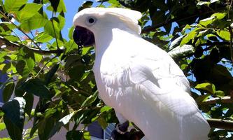 Cockatoo wallpapers Plakat