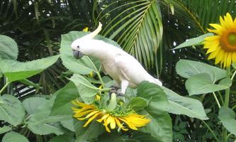 Cockatoo wallpapers capture d'écran 1