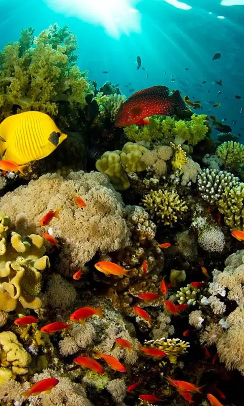 下载鱼壁纸的安卓版本