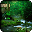 Forest Wallpapers APK
