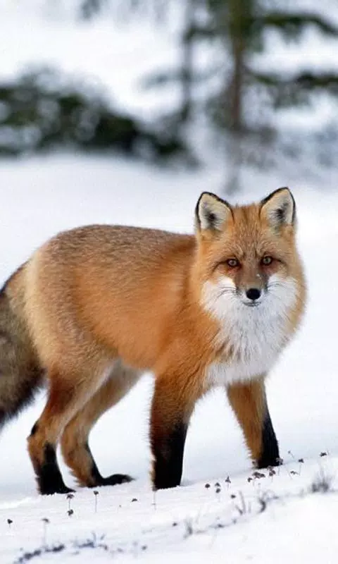 狐狸壁纸安卓下载 安卓版apk 免费下载