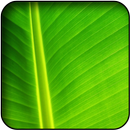 Green Wallpapers APK