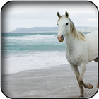 Horse wallpapers آئیکن