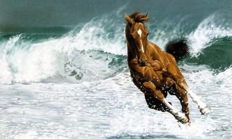 Horse wallpapers پوسٹر