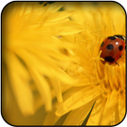 Ladybug wallpapers icône