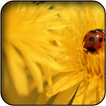 Ladybug wallpapers