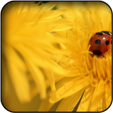 Ladybug wallpapers-icoon