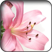 Lilies wallpapers