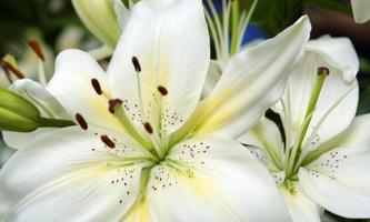 Lilies wallpapers syot layar 2