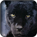 Panther wallpapers APK