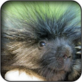 Porcupine wallpapers
