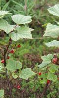 Redcurrant wallpapers تصوير الشاشة 1