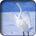 Swan Wallpapers
