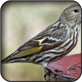 Siskin Wallpapers ไอคอน