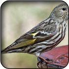 Siskin Wallpapers icon