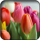 Tulips wallpapers APK