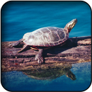 Turtle wallpapers APK