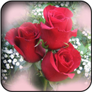 White roses wallpapers APK