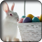 White Rabbits Wallpapers-icoon