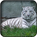 White tiger wallpapers APK