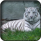 ikon White tiger wallpapers