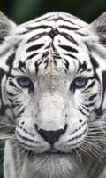 White tiger wallpapers poster
